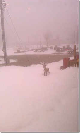 Feb 7_snow on Beech Mtn_Debbie Canady