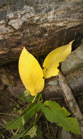 Photos by Anita Presnell from Valle Crucis Park on Tuesday July 30,2013. 