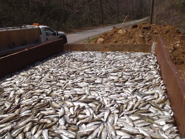 Armstrong Fish Hatchery4